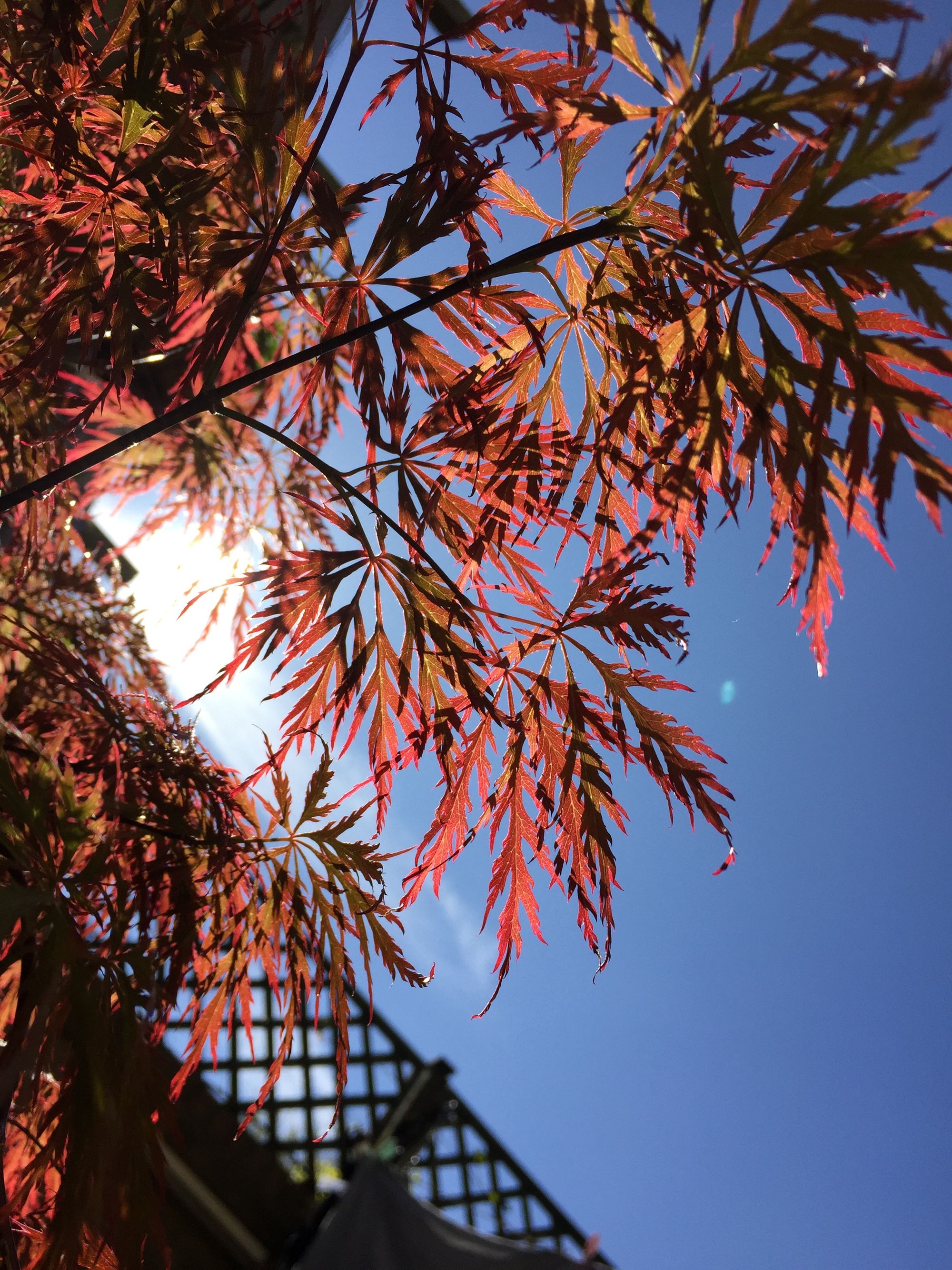 Heatwaves & Acquired Brain Injury (ABI).