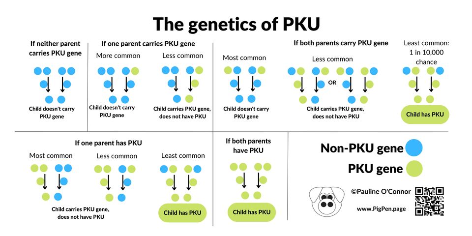 The genetics of PKU