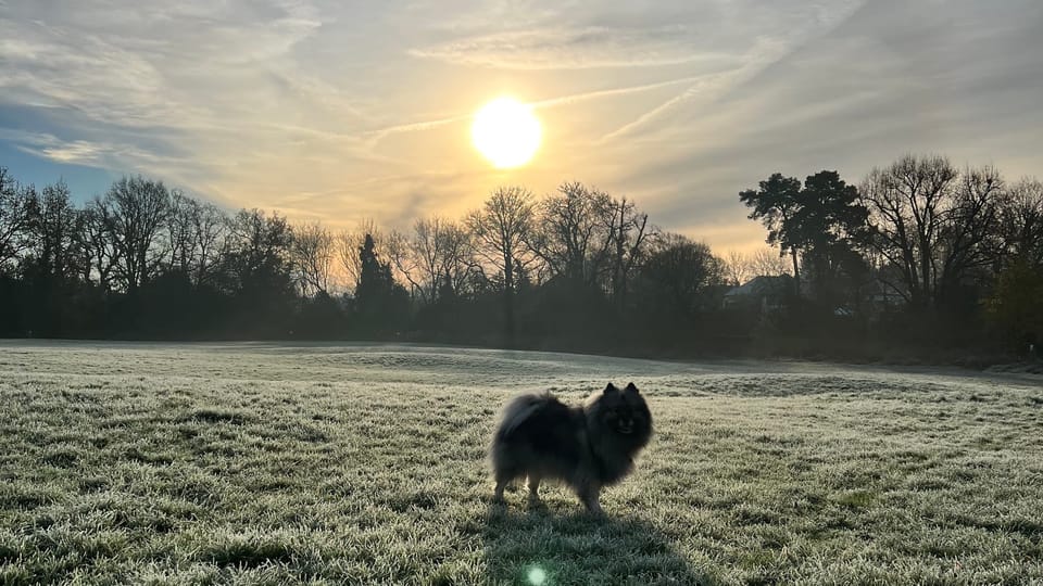 The silhouette of a Keeshond standing on frosty grass with dark under a wintery sun with dark trees in the background.